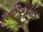 Hairy crabweed <BR>Clammyweed